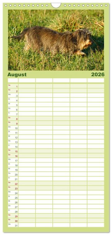 Produktbild: Familienplaner 2026 - Der Zwergrauhaardackel - Eigensinnig und Liebenswert mit 5 Spalten (Wandkalender, 21 x 45 cm) CALVENDO