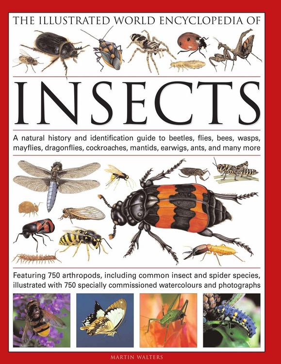 Produktbild: The Illustrated World Encyclopaedia of Insects