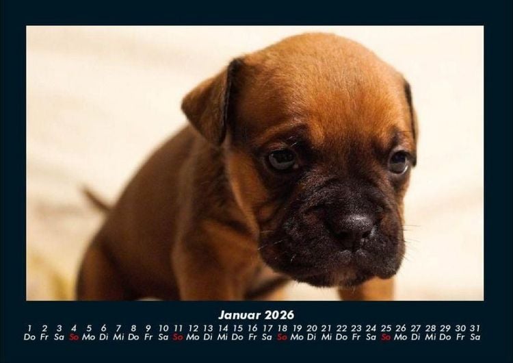 Produktbild: Hunde 2026 Fotokalender DIN A4