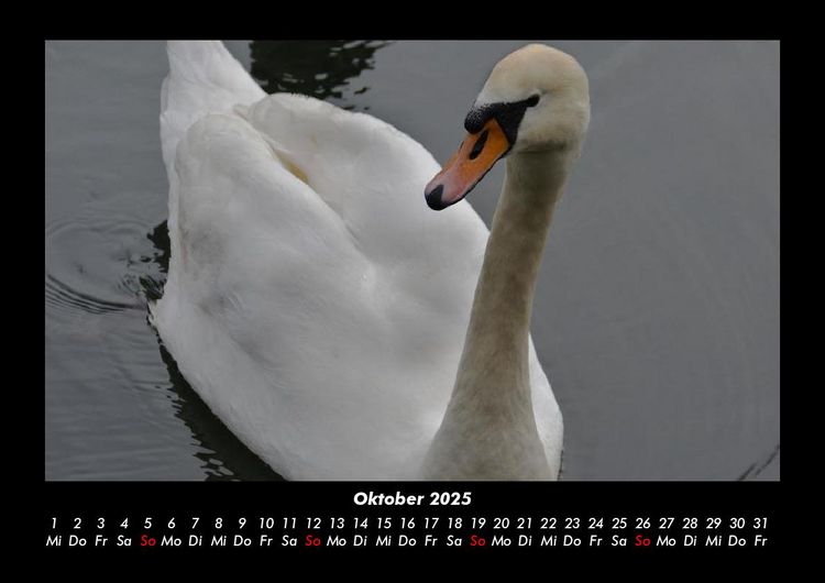 Produktbild: Welt der V&ouml;gel 2025 Fotokalender DIN A3