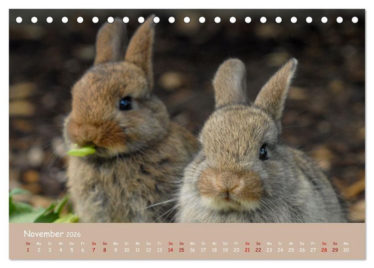 Produktbild: Flauschige Fellkn&auml;uel (Tischkalender 2026 DIN A5 quer), CALVENDO Monatskalender