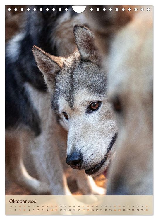 Produktbild: Im Husky-Rudel (Wandkalender 2026 DIN A4 hoch), CALVENDO Monatskalender