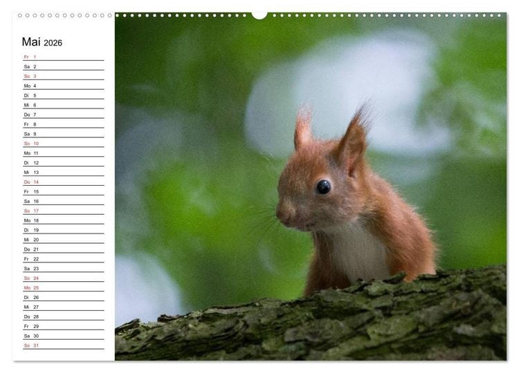 Produktbild: Mit dem Eichh&ouml;rnchen durchs Jahr (Wandkalender 2026 DIN A2 quer), CALVENDO Monatskalender