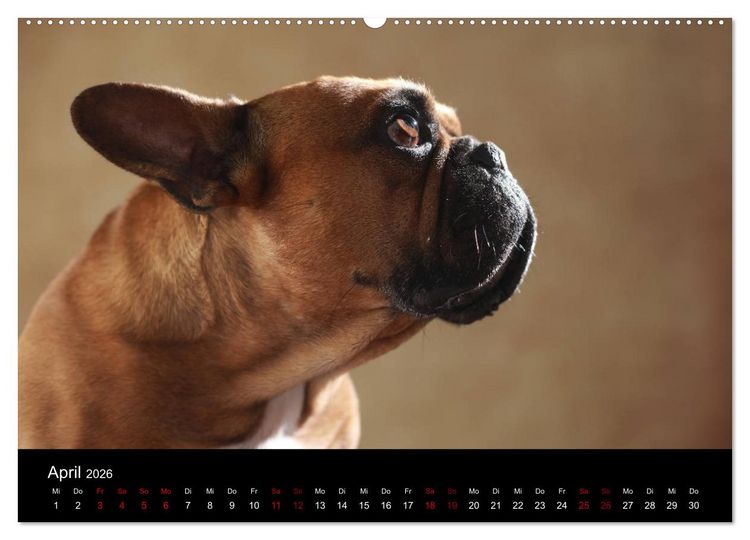 Produktbild: Charme auf vier Pfoten - Franz&ouml;sische Bulldoggen Portraits (hochwertiger Premium Wandkalender 2026 DIN A2 quer), Kunstdruck in Hochglanz