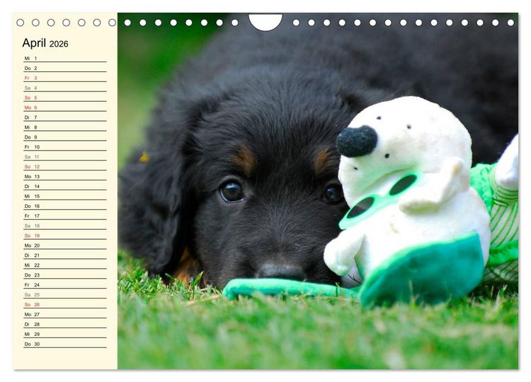 Produktbild: Mein bester Freund - Der Hovawart (Wandkalender 2026 DIN A4 quer), CALVENDO Monatskalender