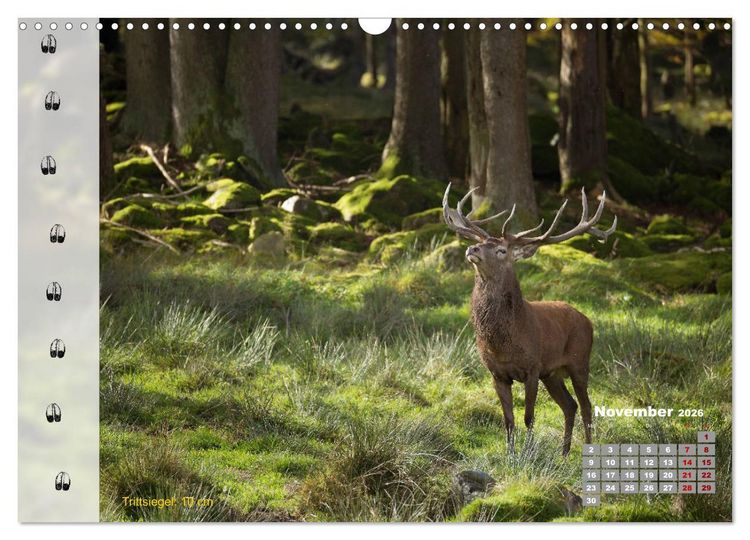 Produktbild: Tierspuren in der Natur (Wandkalender 2026 DIN A3 quer), CALVENDO Monatskalender