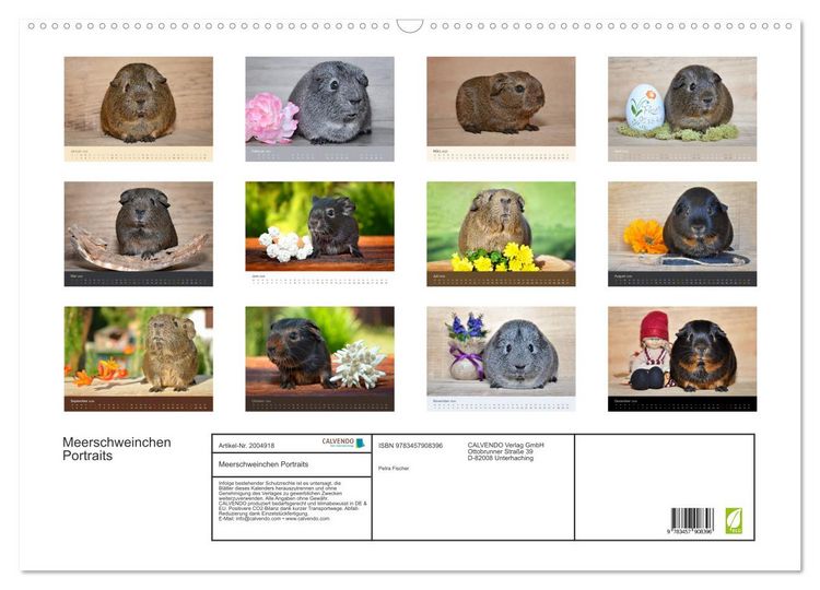 Produktbild: Meerschweinchen Portraits (Wandkalender 2026 DIN A2 quer), CALVENDO Monatskalender