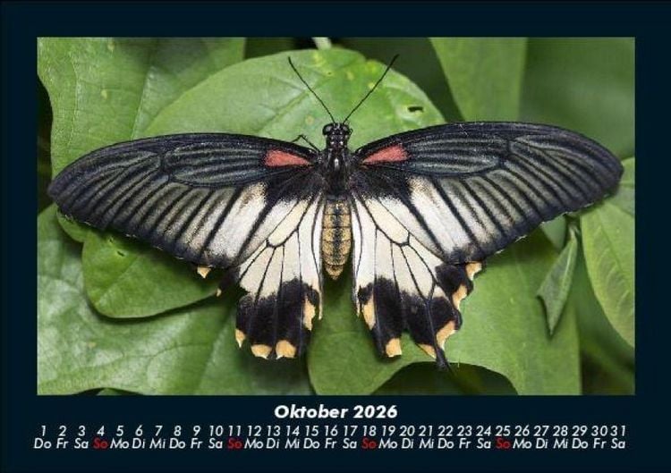Produktbild: Bunte Pracht der Schmetterlinge 2026 Fotokalender DIN A5