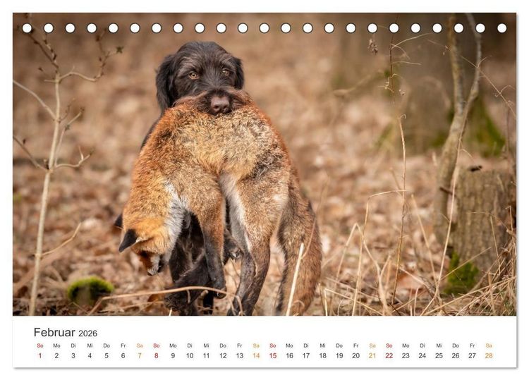 Produktbild: Treue Jagdgef&auml;hrten - Jagdhunderassen im Portrait (Tischkalender 2026 DIN A5 quer), CALVENDO Monatskalender