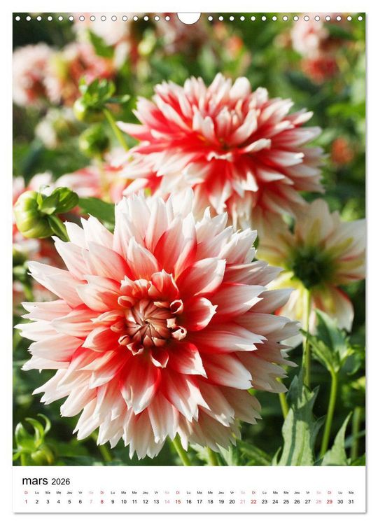 Produktbild: Des beaux dahlias (Calendrier mural 2026 DIN A3 horizontal), CALVENDO calendrier mensuel