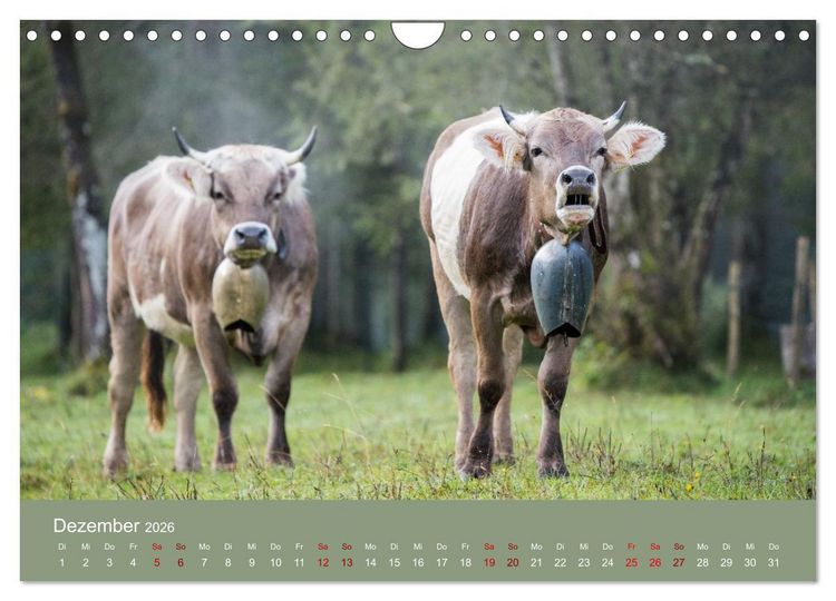 Produktbild: Allg&auml;uer Rindvieh 2026 (Wandkalender 2026 DIN A4 quer), CALVENDO Monatskalender