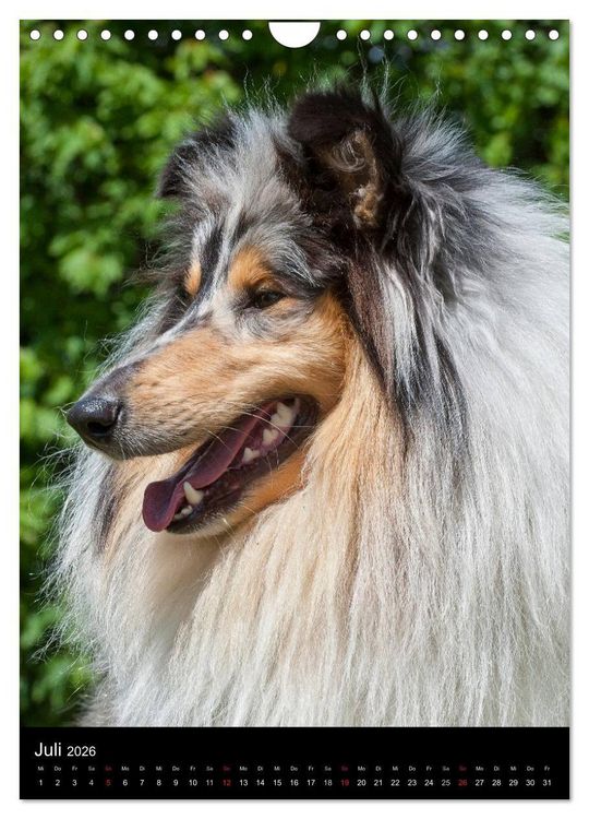 Produktbild: Collie 2026 (Wandkalender 2026 DIN A4 hoch), CALVENDO Monatskalender