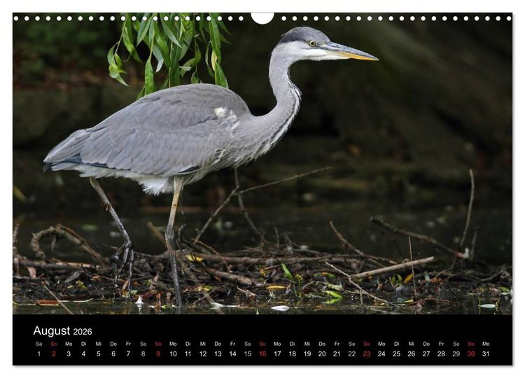 Produktbild: Aus dem Leben der Graureiher (Wandkalender 2026 DIN A3 quer), CALVENDO Monatskalender
