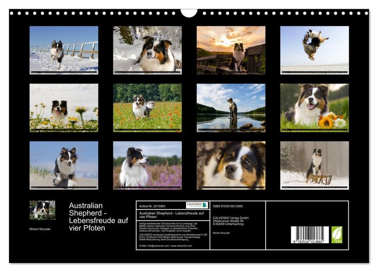 Produktbild: Australian Shepherd - Lebensfreude auf vier Pfoten (Wandkalender 2026 DIN A3 quer), CALVENDO Monatskalender