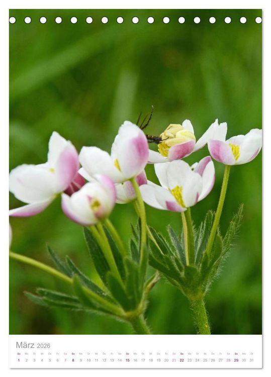 Produktbild: Alpenblumen (Tischkalender 2026 DIN A5 hoch), CALVENDO Monatskalender
