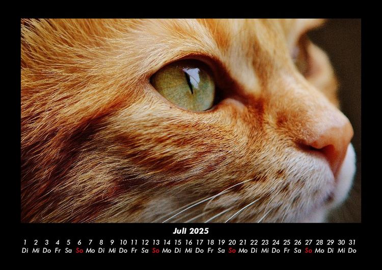 Produktbild: F&uuml;r Katzenfreunde 2025 Fotokalender DIN A3