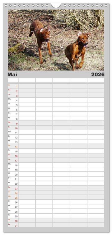 Produktbild: Familienplaner 2026 - Rhodesian Ridgeback - Moments mit 5 Spalten (Wandkalender, 21 x 45 cm) CALVENDO