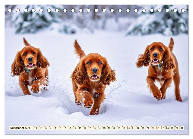 Produktbild: American Cocker Spaniel (Tischkalender 2026 DIN A5 quer), CALVENDO Monatskalender