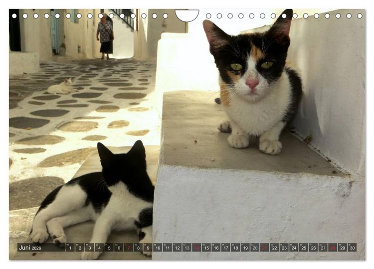 Produktbild: SAMTPFOTEN auf Mykonos (Wandkalender 2026 DIN A4 quer), CALVENDO Monatskalender