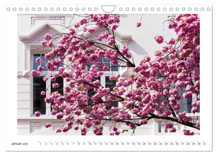 Produktbild: Japanische Kirschbl&uuml;te in Bonn (Wandkalender 2026 DIN A4 quer), CALVENDO Monatskalender