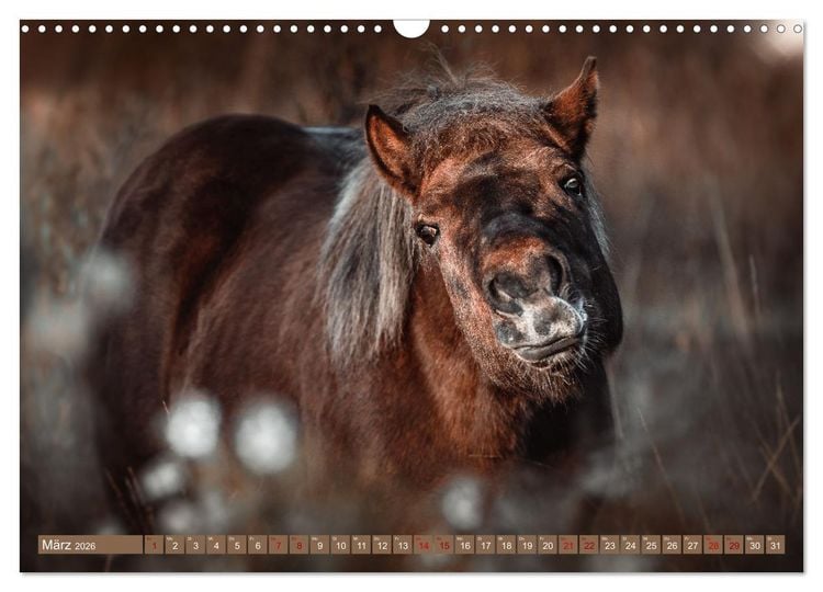 Produktbild: Seelengl&uuml;ck Kalender - Pferde - Charakter, St&auml;rke, Weisheit (Wandkalender 2026 DIN A3 quer), CALVENDO Monatskalender