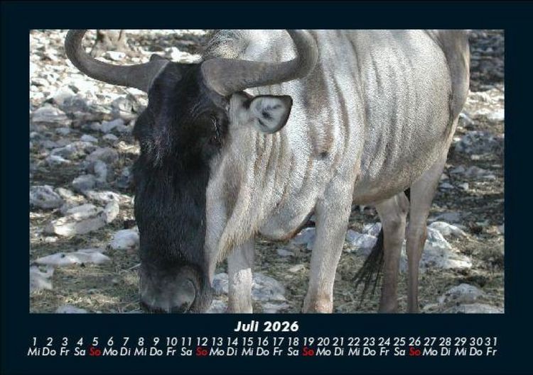 Produktbild: Welt der Tiere 2026 Fotokalender DIN A5
