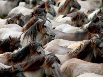 Produktbild: CALVENDO Puzzle D&uuml;lmener Wildpferde Herde | 1000 Teile Lege-Gr&ouml;&szlig;e 64x48cm Foto-Puzzle f&uuml;r gl&uuml;ckliche Stunden