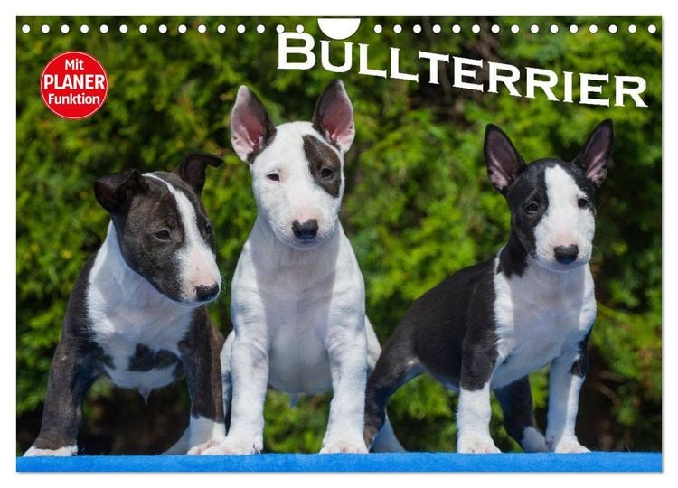 Produktbild: Bullterrier (Wandkalender 2026 DIN A4 quer), CALVENDO Monatskalender