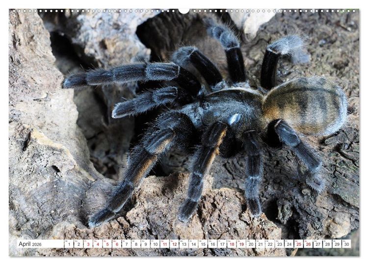 Produktbild: Haarige Gesellen (hochwertiger Premium Wandkalender 2026 DIN A2 quer), Kunstdruck in Hochglanz