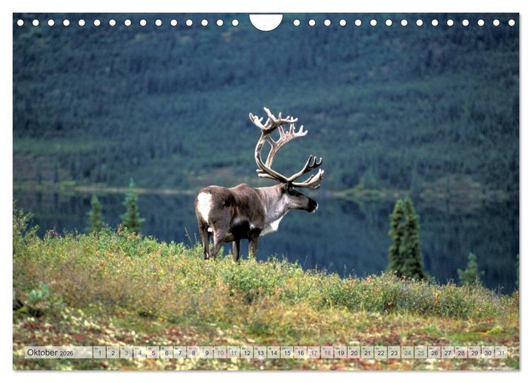 Produktbild: Wildes Alaska Christian Heeb (Wandkalender 2026 DIN A4 quer), CALVENDO Monatskalender