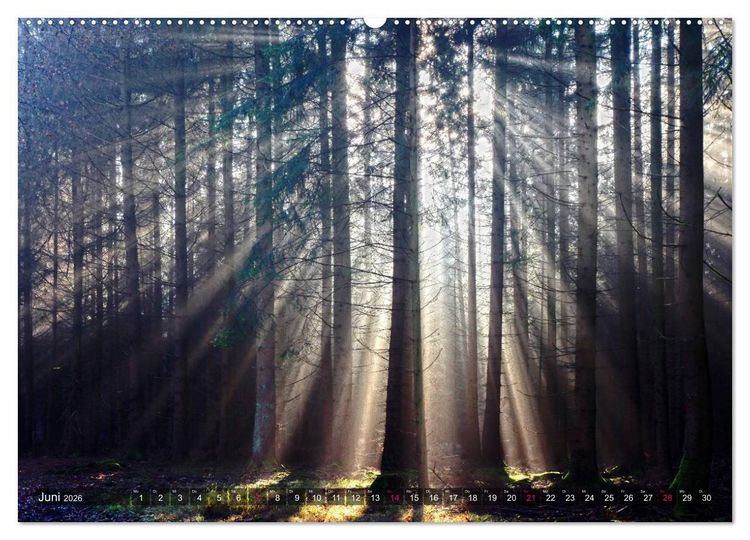 Produktbild: Erleuchtung im Wald (hochwertiger Premium Wandkalender 2026 DIN A2 quer), Kunstdruck in Hochglanz