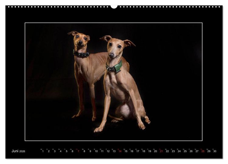 Produktbild: Windhunde - Schnelle Sch&ouml;nheiten (Wandkalender 2026 DIN A2 quer), CALVENDO Monatskalender