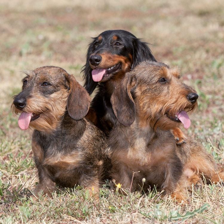 Produktbild: Dackel / Dachshund 2027