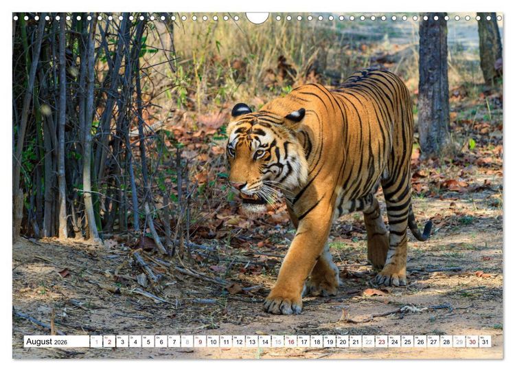 Produktbild: Faszination Indien (Wandkalender 2026 DIN A3 quer), CALVENDO Monatskalender