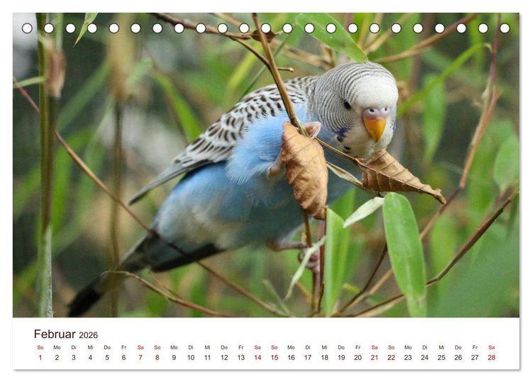 Produktbild: Wellensittiche - der NEUE Kalender (Tischkalender 2026 DIN A5 quer), CALVENDO Monatskalender