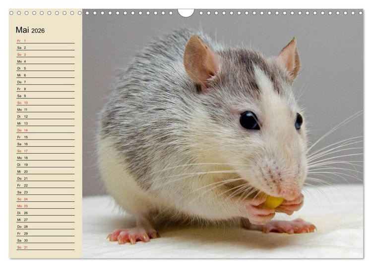 Produktbild: Ratten. Gelehrige Haustiere (Wandkalender 2026 DIN A3 quer), CALVENDO Monatskalender