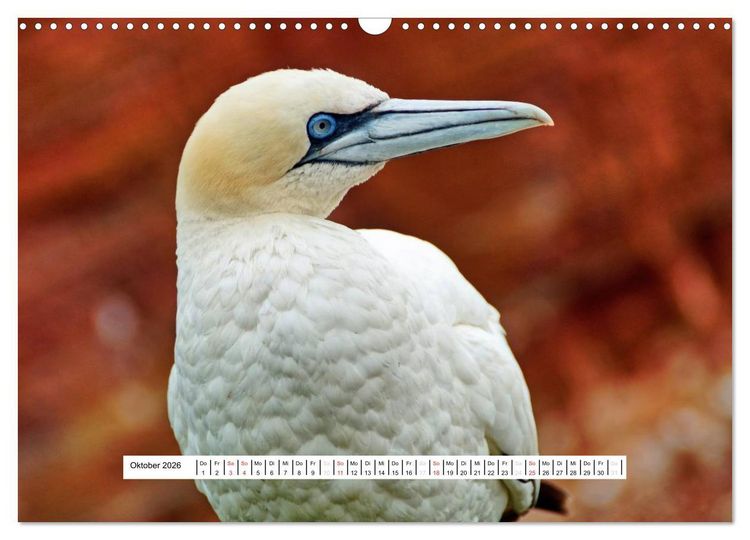 Produktbild: Hochsee-Insel Helgoland (Wandkalender 2026 DIN A3 quer), CALVENDO Monatskalender