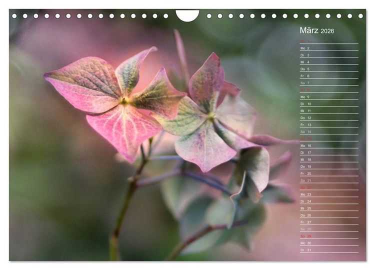 Produktbild: Die Hortensie und ihre vielen Gesichter (Wandkalender 2026 DIN A4 quer), CALVENDO Monatskalender