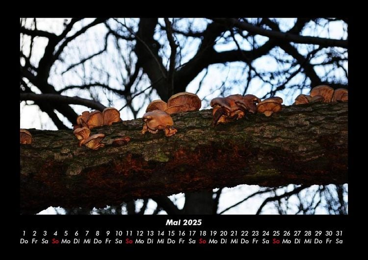 Produktbild: Bilder der Natur 2025 Fotokalender DIN A3