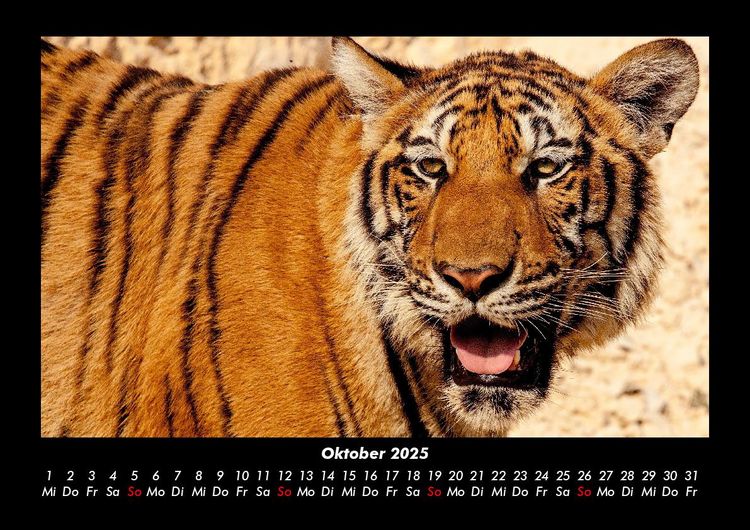 Produktbild: Tiger 2025 Fotokalender DIN A3