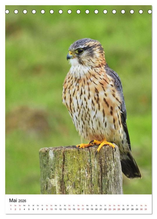 Produktbild: Adler, Eule und Co - Gefiederte J&auml;ger im Portrait (Tischkalender 2026 DIN A5 hoch), CALVENDO Monatskalender