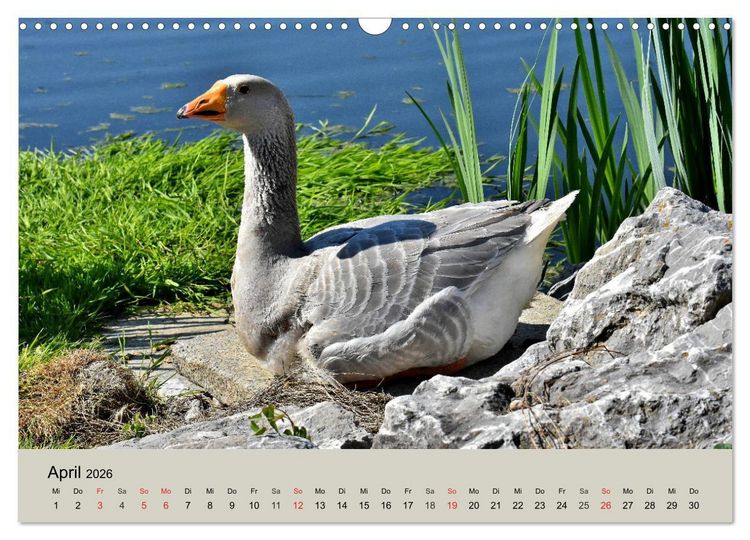 Produktbild: G&auml;nse. Von wegen dumme Gans! (Wandkalender 2026 DIN A3 quer), CALVENDO Monatskalender