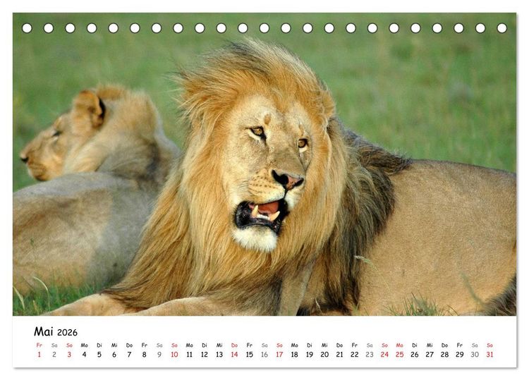 Produktbild: L&ouml;wen Impressionen (Tischkalender 2026 DIN A5 quer), CALVENDO Monatskalender