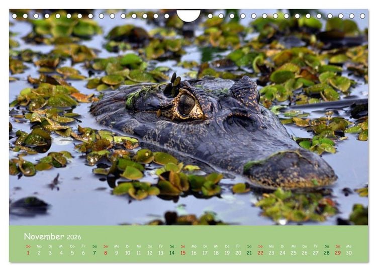 Produktbild: Am Amazonas (Wandkalender 2026 DIN A4 quer), CALVENDO Monatskalender