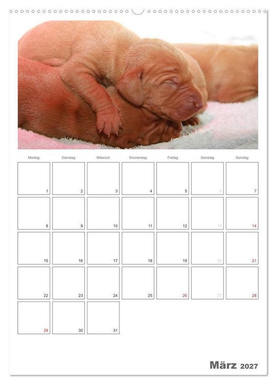 Produktbild: Magyar Vizsla (Wandkalender 2027 DIN A2 hoch), CALVENDO Monatskalender