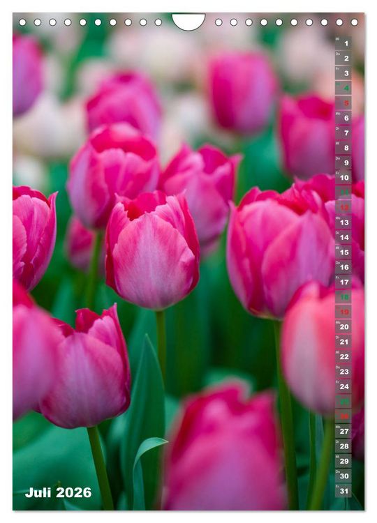 Produktbild: Tulpen - die Fr&uuml;hlingsblume (Wandkalender 2026 DIN A4 hoch), CALVENDO Monatskalender