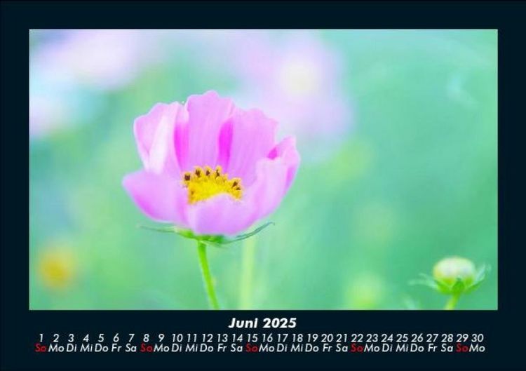 Produktbild: Blumenkalender 2025 Fotokalender DIN A5