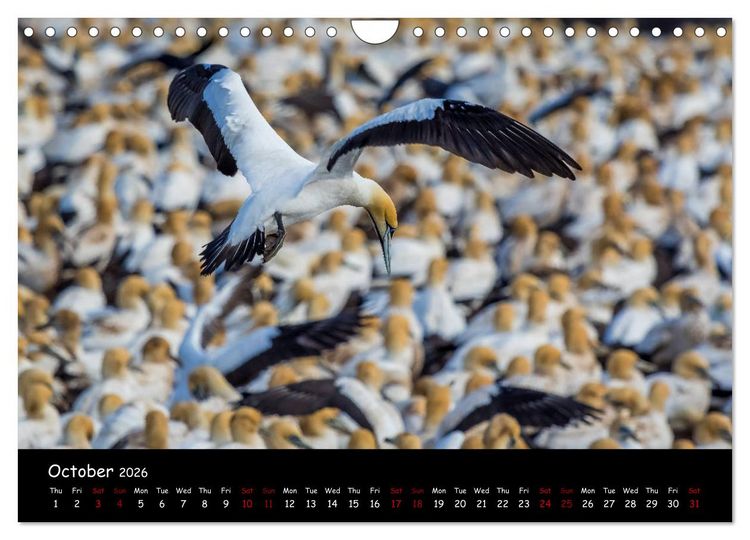 Produktbild: Birds of South Africa (Wall Calendar 2026 DIN A4 landscape), CALVENDO 12 Month Wall Calendar