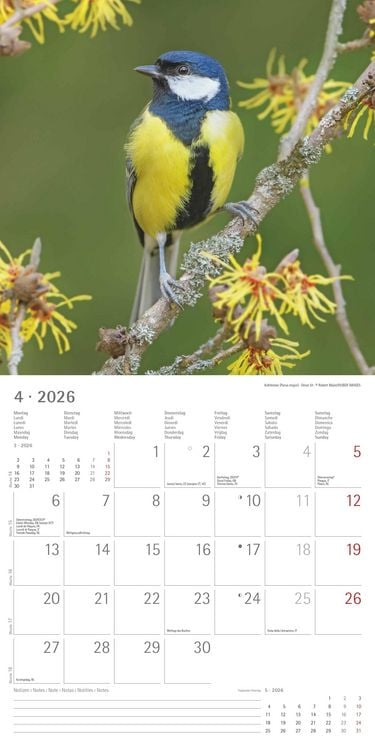 Produktbild: Einheimische Vögel 2026 - Broschürenkalender 30x30 cm (30x60 geöffnet) - Kalender mit Platz für Notizen - Birds - Bildkalender - Wandkalender - Vogelk