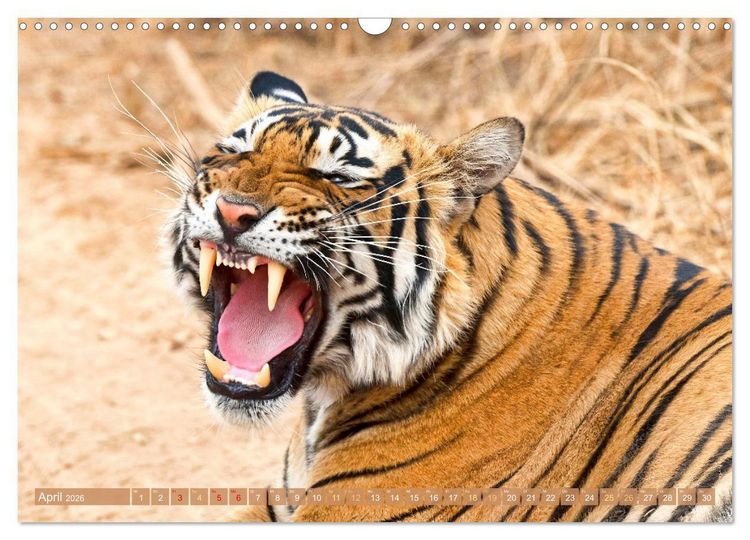Produktbild: Tiger: Gestreifte J&auml;ger (Wandkalender 2026 DIN A3 quer), CALVENDO Monatskalender